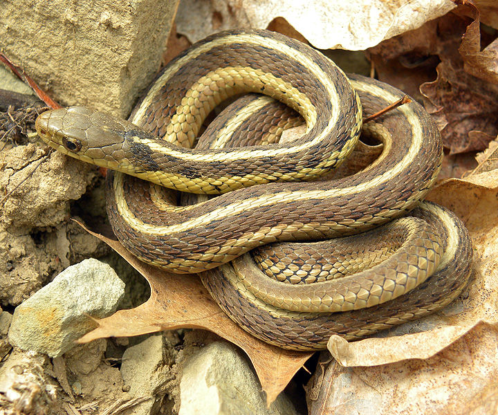 Adirondack Reptiles: Garter Snakes - - The Adirondack Almanack